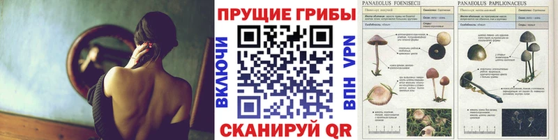 мега как зайти Гатчина Псилоцибиновые грибы ЛСД где купить наркоту